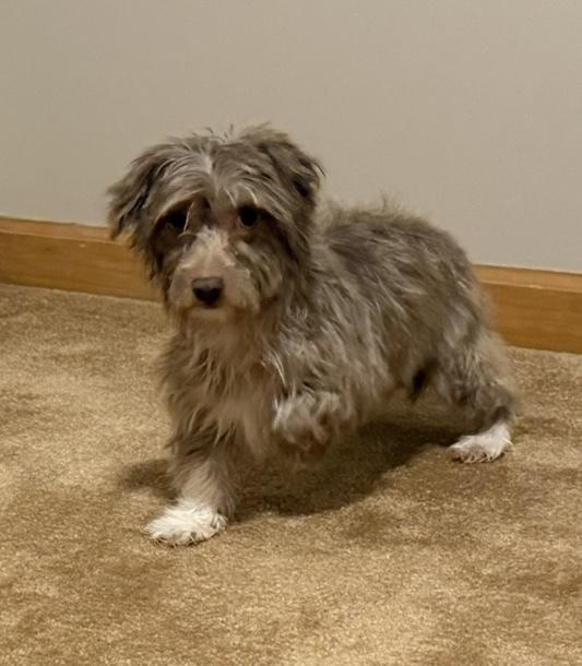 Toucan, Adoptable, Young Female Havanese.