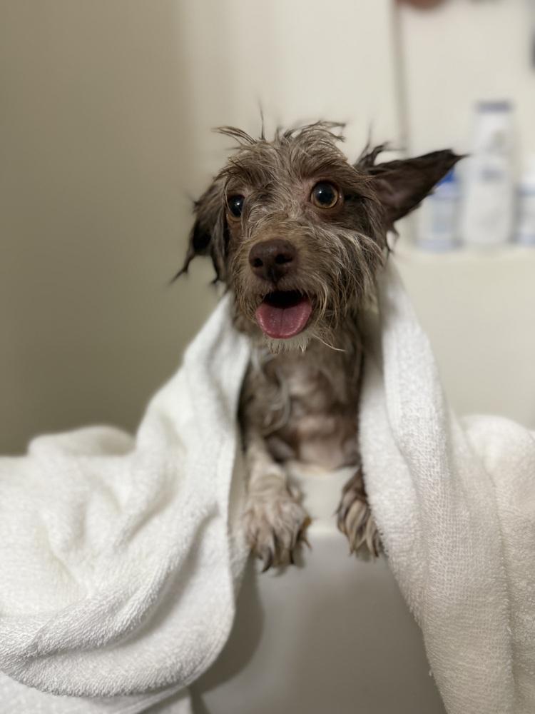 Enlarge Toucan, a Adoptable mixed breed in Cheektowaga, NY image 3/3