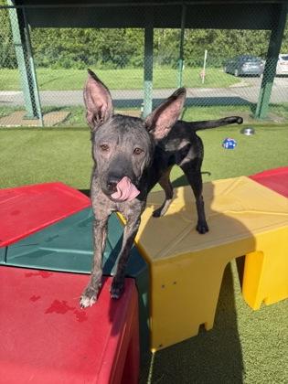 Sterling, Adoptable, Adult Female Mixed Breed & Mixed Breed.