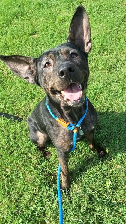 Enlarge Sterling, a Adoptable mixed breed in Independence, MO image 2/3