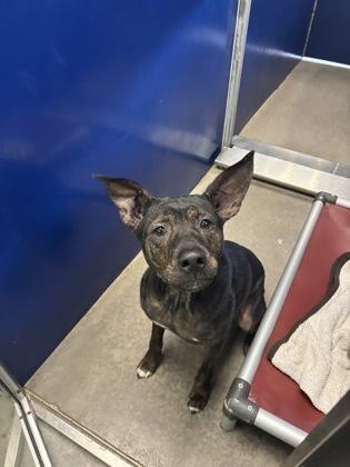 Enlarge Sterling, a Adoptable mixed breed in Independence, MO image 3/3