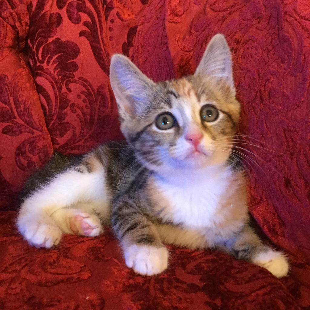 Enlarge Meli, a Adoptable Domestic Short Hair in Los Angeles, CA image 2/6