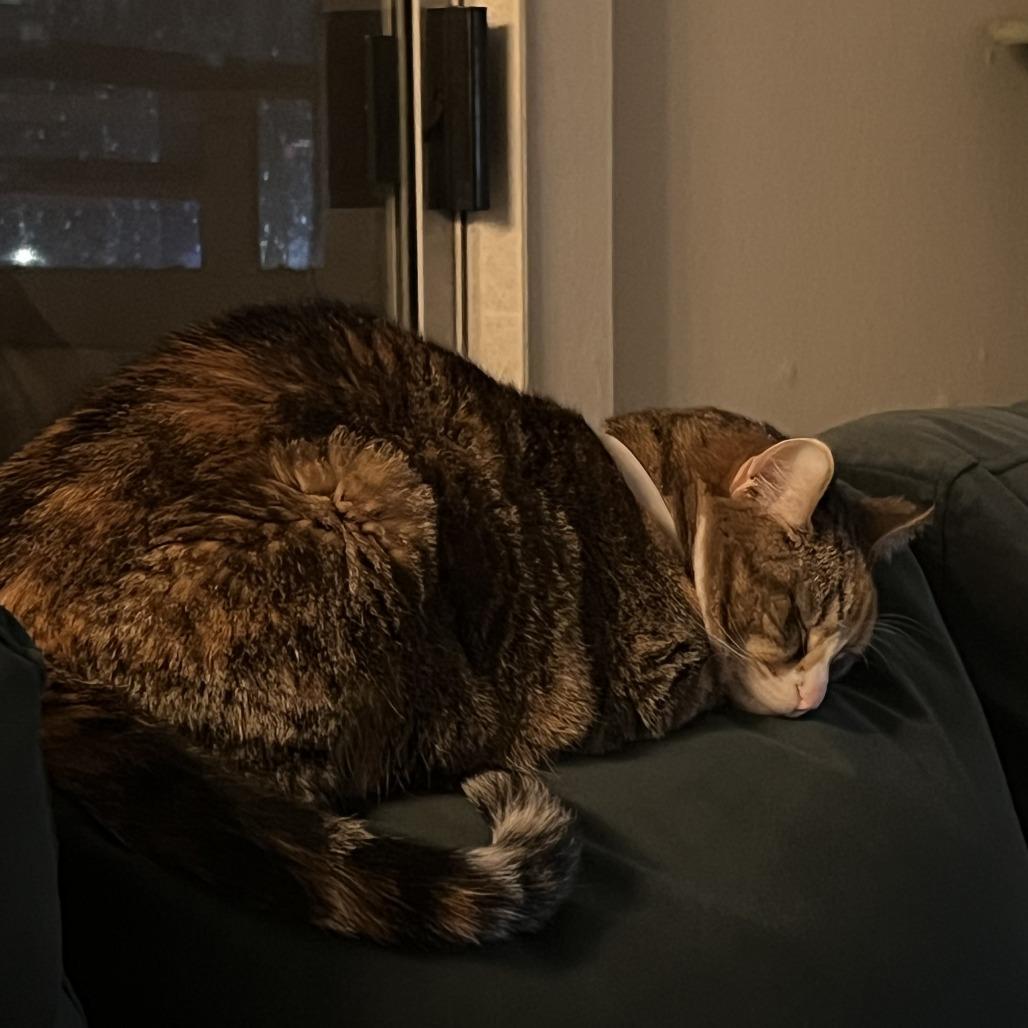 Enlarge Meli, a Adoptable Domestic Short Hair in Los Angeles, CA image 3/6