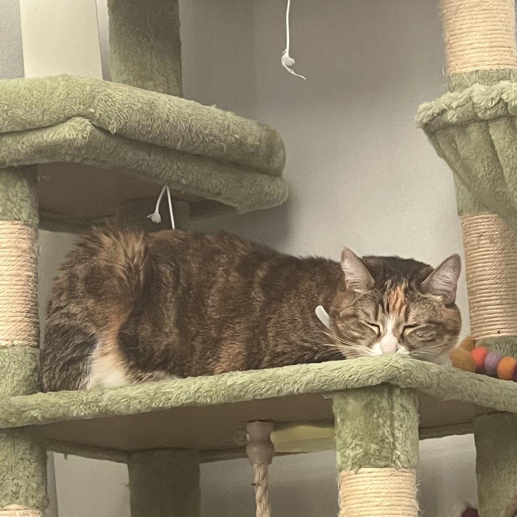 Enlarge Meli, a Adoptable Domestic Short Hair in Los Angeles, CA image 4/6
