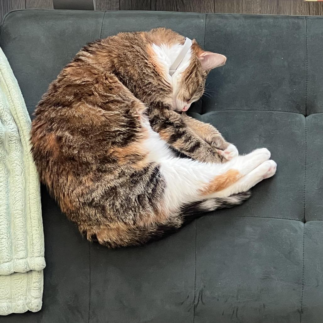 Enlarge Meli, a Adoptable Domestic Short Hair in Los Angeles, CA image 5/6