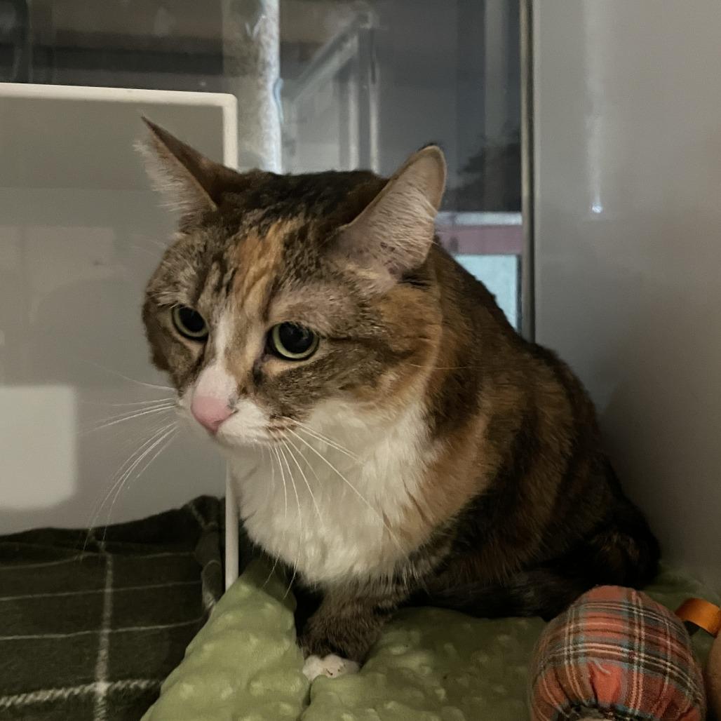 Enlarge Meli, a Adoptable Domestic Short Hair in Los Angeles, CA image 6/6