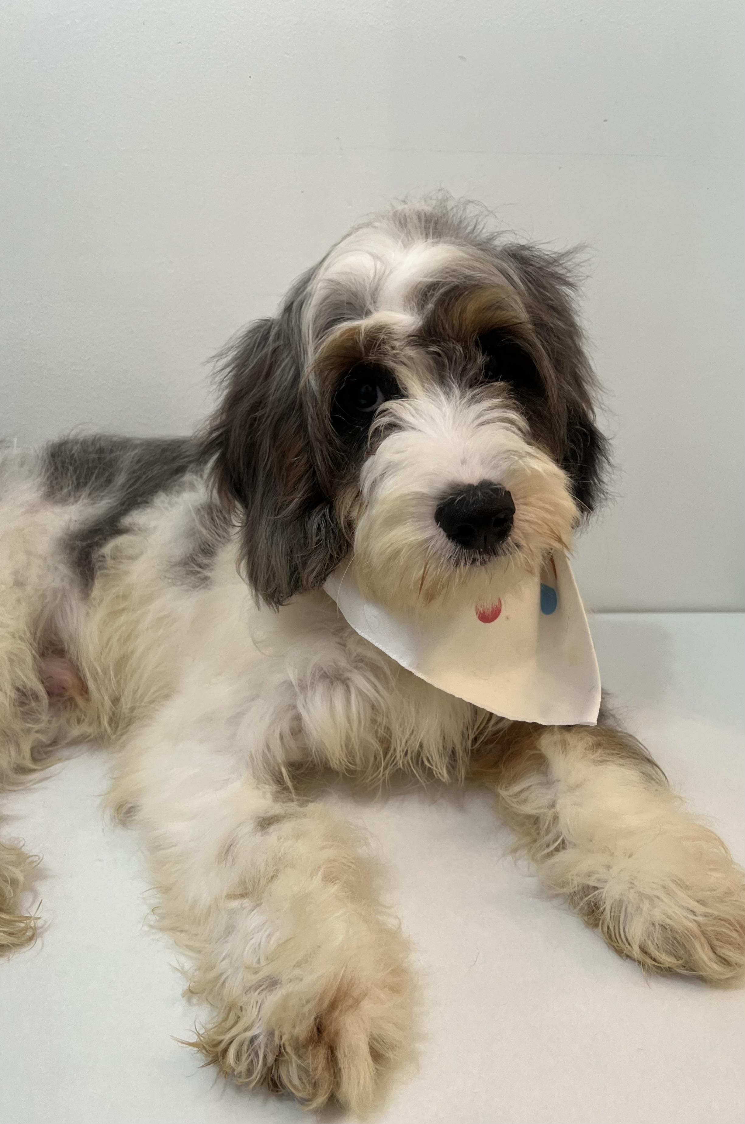 Chuck, an adoptable Cavapoo in Wrightstown, NJ, 08562 | Photo Image 6