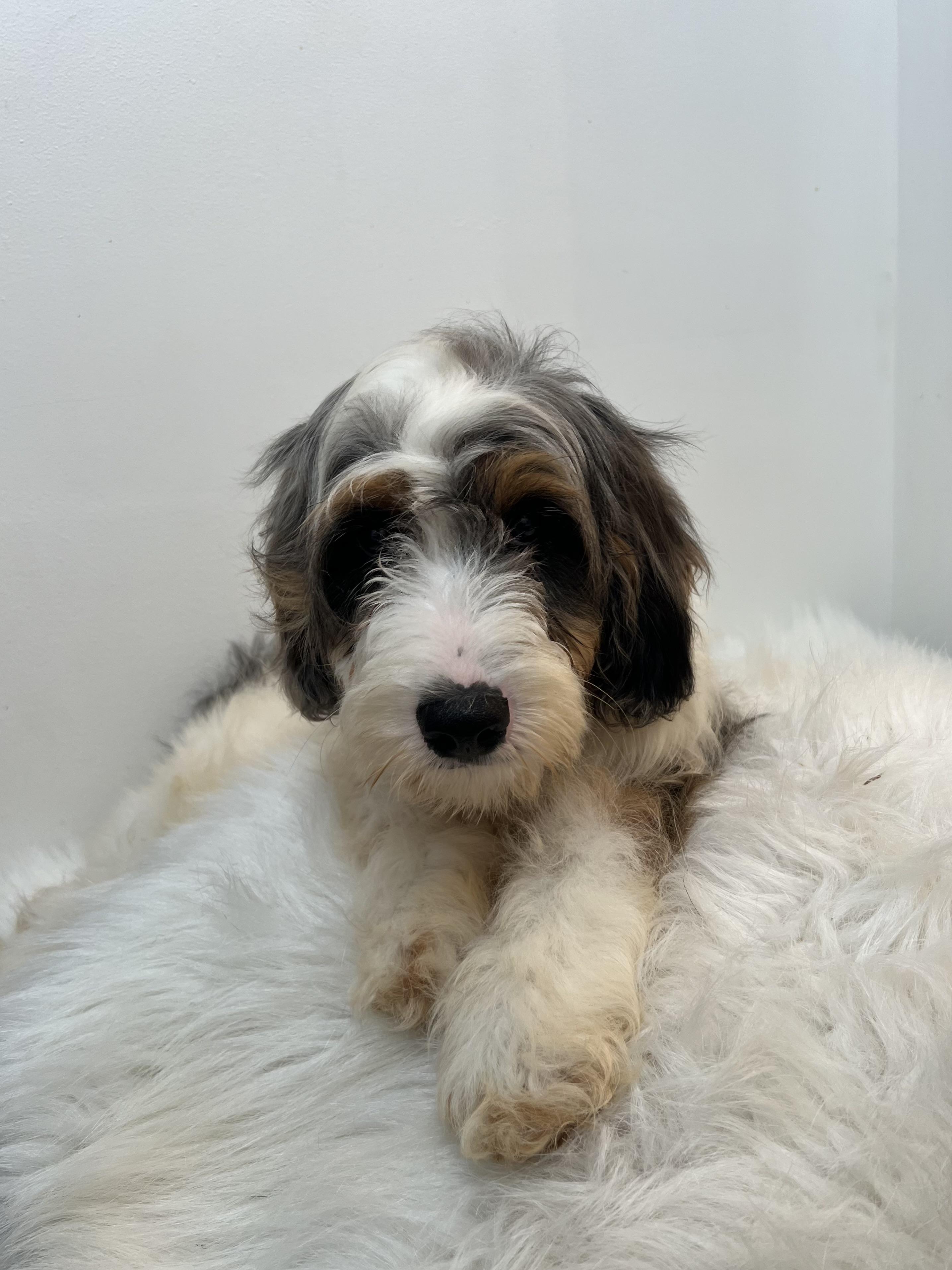 Chuck, an adoptable Cavapoo in Wrightstown, NJ, 08562 | Photo Image 3