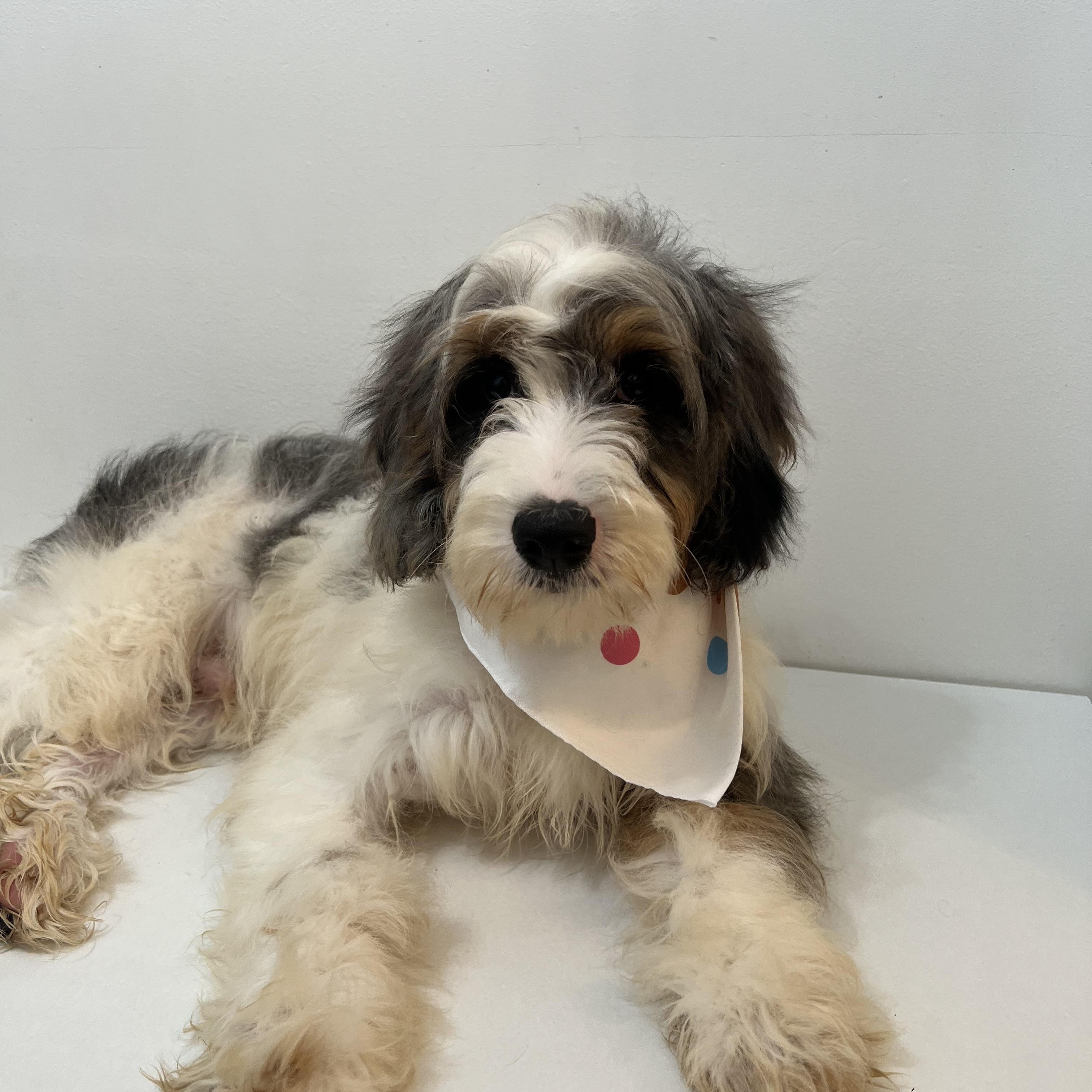 Chuck, an adoptable Cavapoo in Wrightstown, NJ, 08562 | Photo Image 5