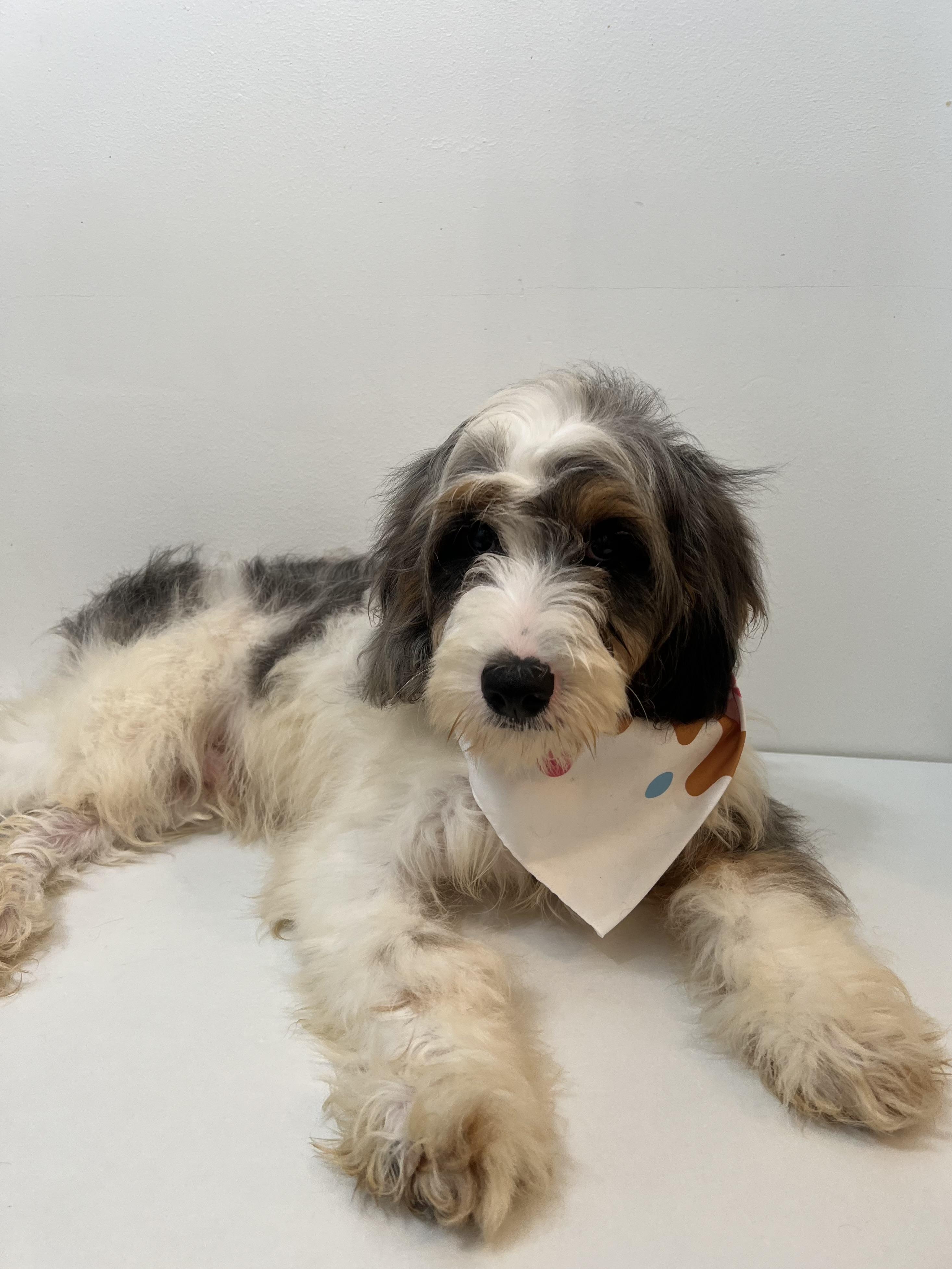Chuck, an adoptable Cavapoo in Wrightstown, NJ, 08562 | Photo Image 4