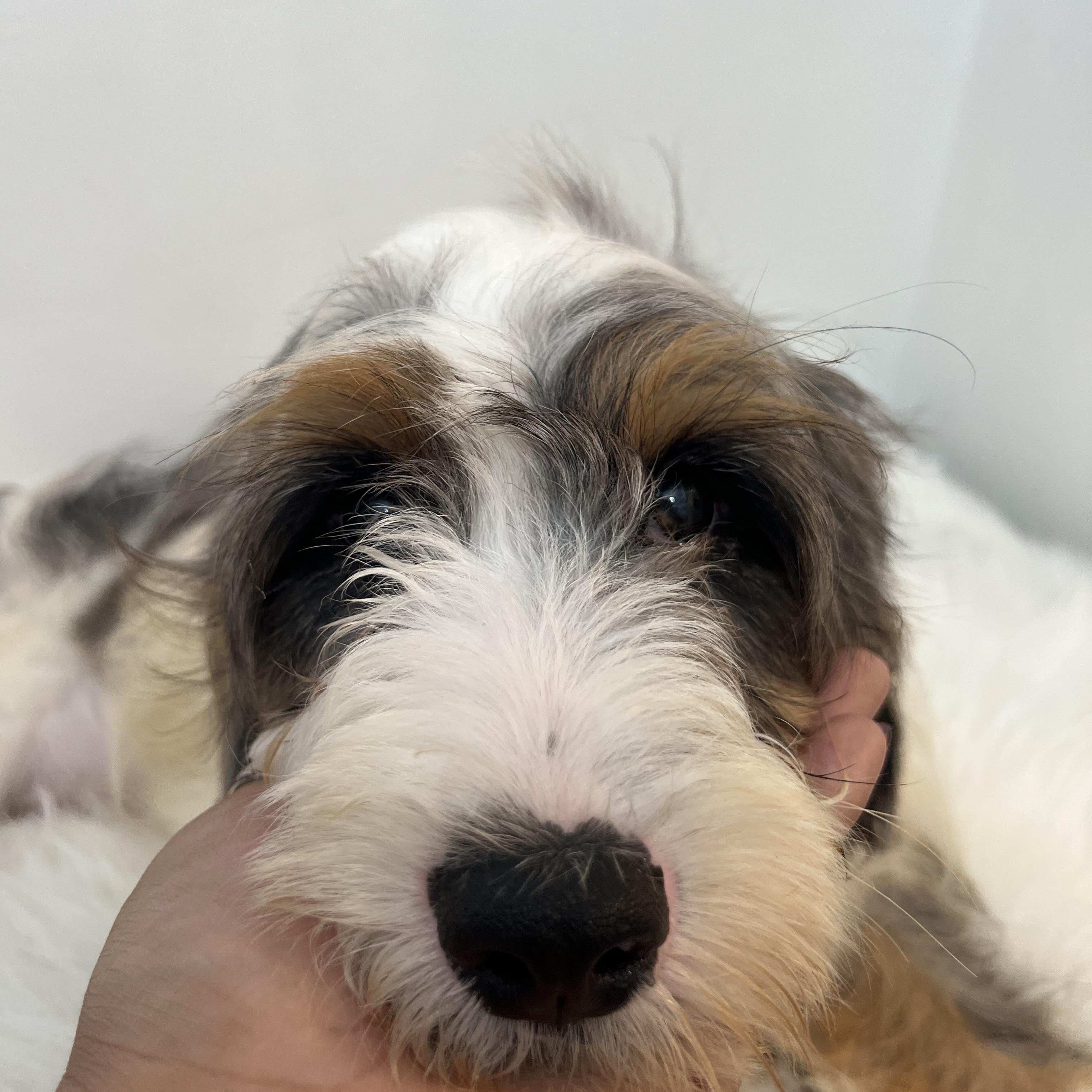 Chuck, an adoptable Cavapoo in Wrightstown, NJ, 08562 | Photo Image 2