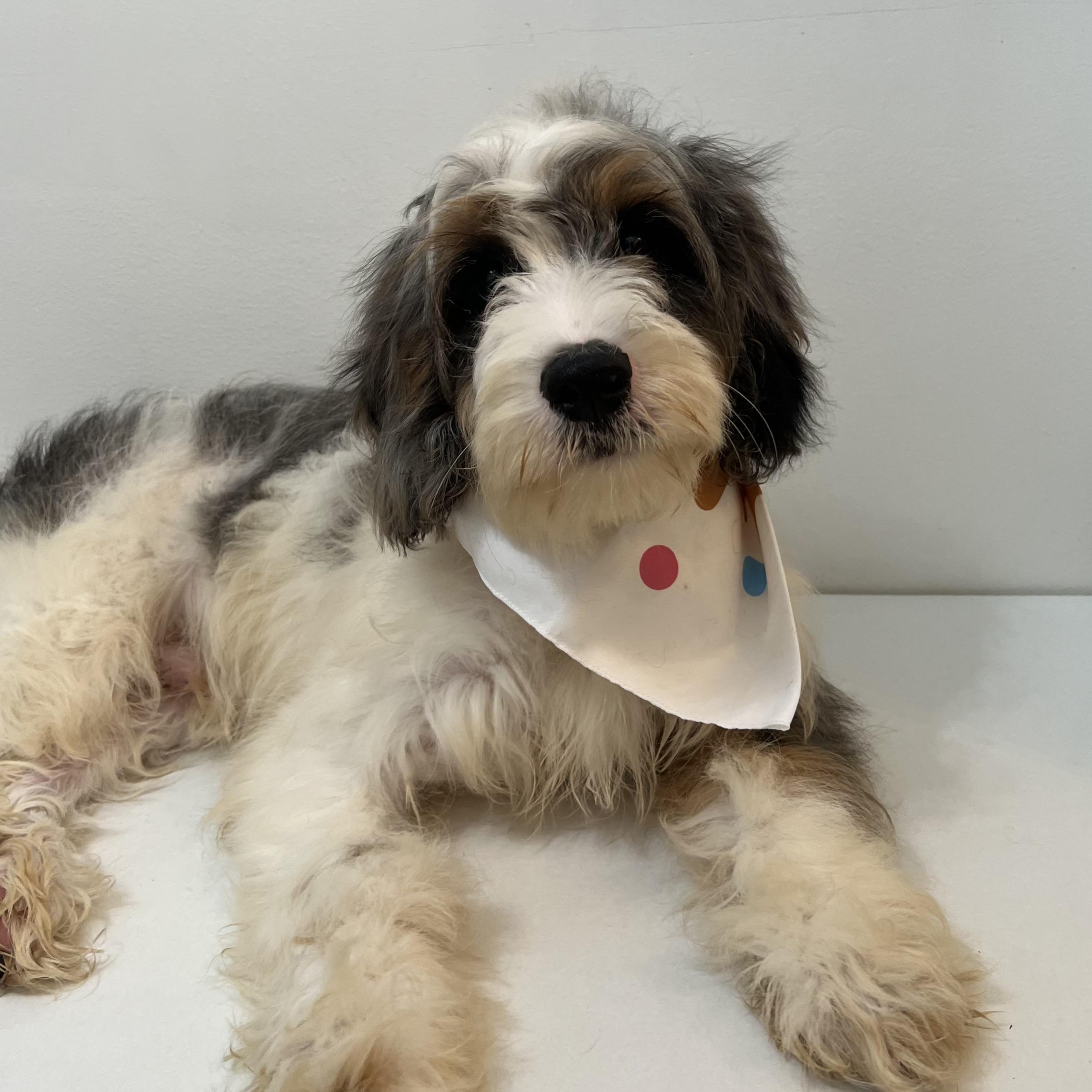 Chuck, an adoptable Cavapoo in Wrightstown, NJ, 08562 | Photo Image 1