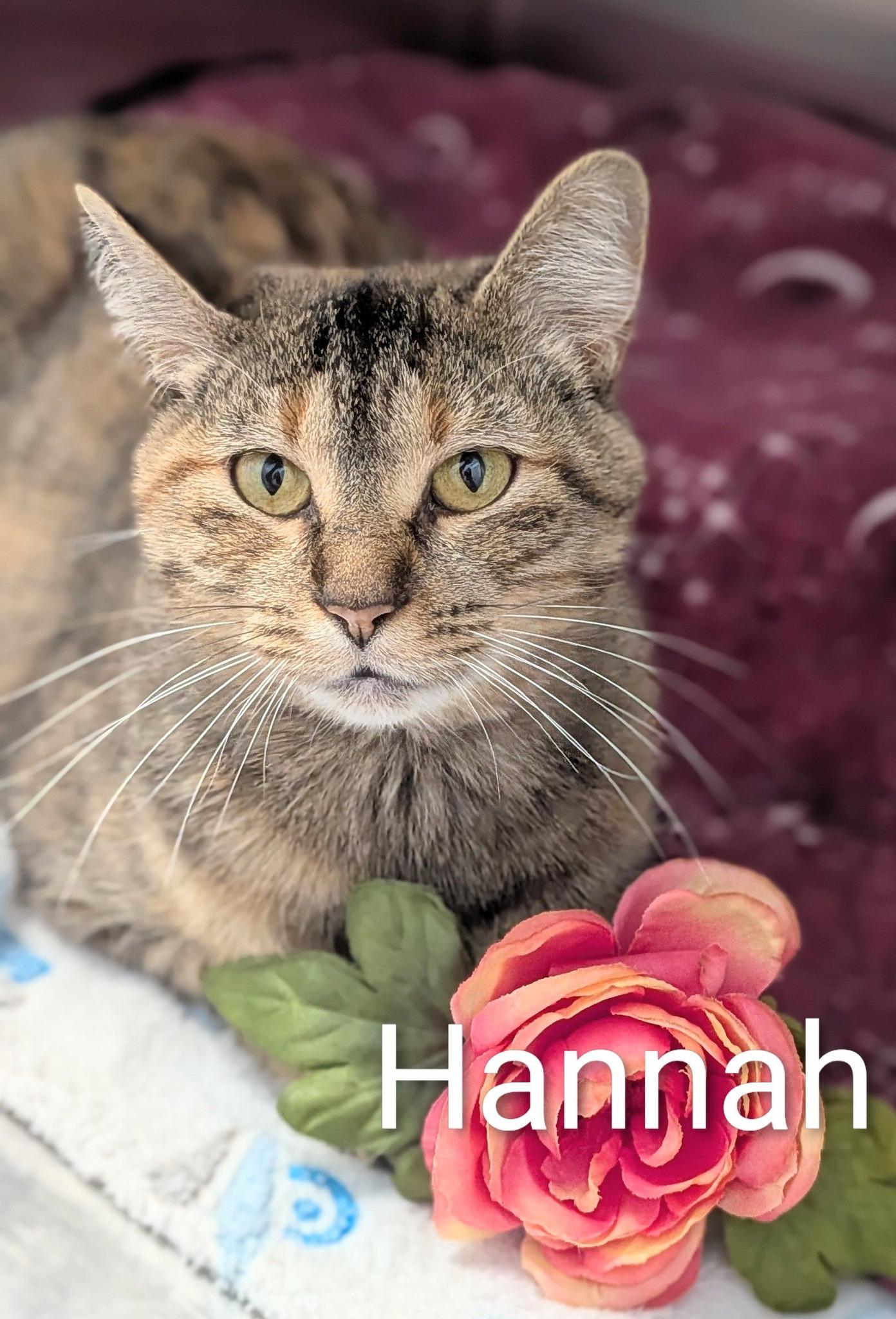 Hannah, Adoptable, Adult Female Domestic Short Hair.