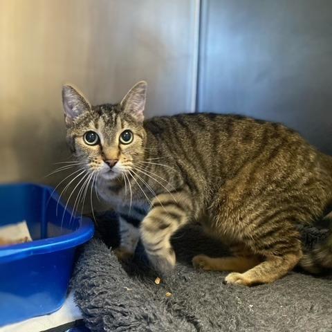 Jade, Adoptable, Adult Female Domestic Short Hair.