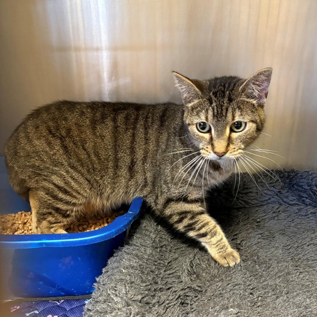 Jade, a Adoptable Domestic Short Hair in Chehalis, WA image 2/3