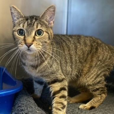 Jade, a Adoptable Domestic Short Hair in Chehalis, WA image 3/3