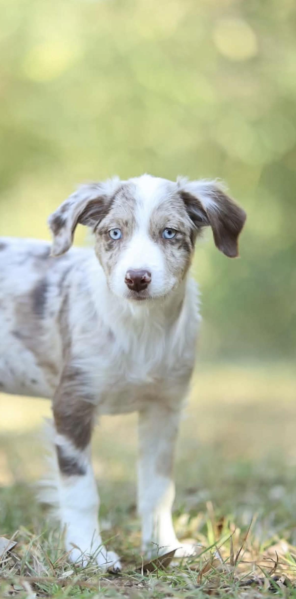 Latte, Adoptable, Puppy Female Aussiedoodle.