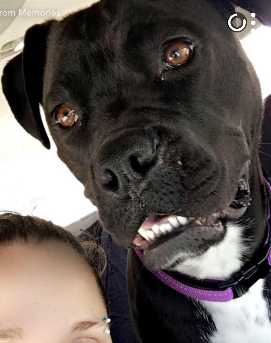 Peach, Adoptable, Adult Female Boxer & Pit Bull Terrier.