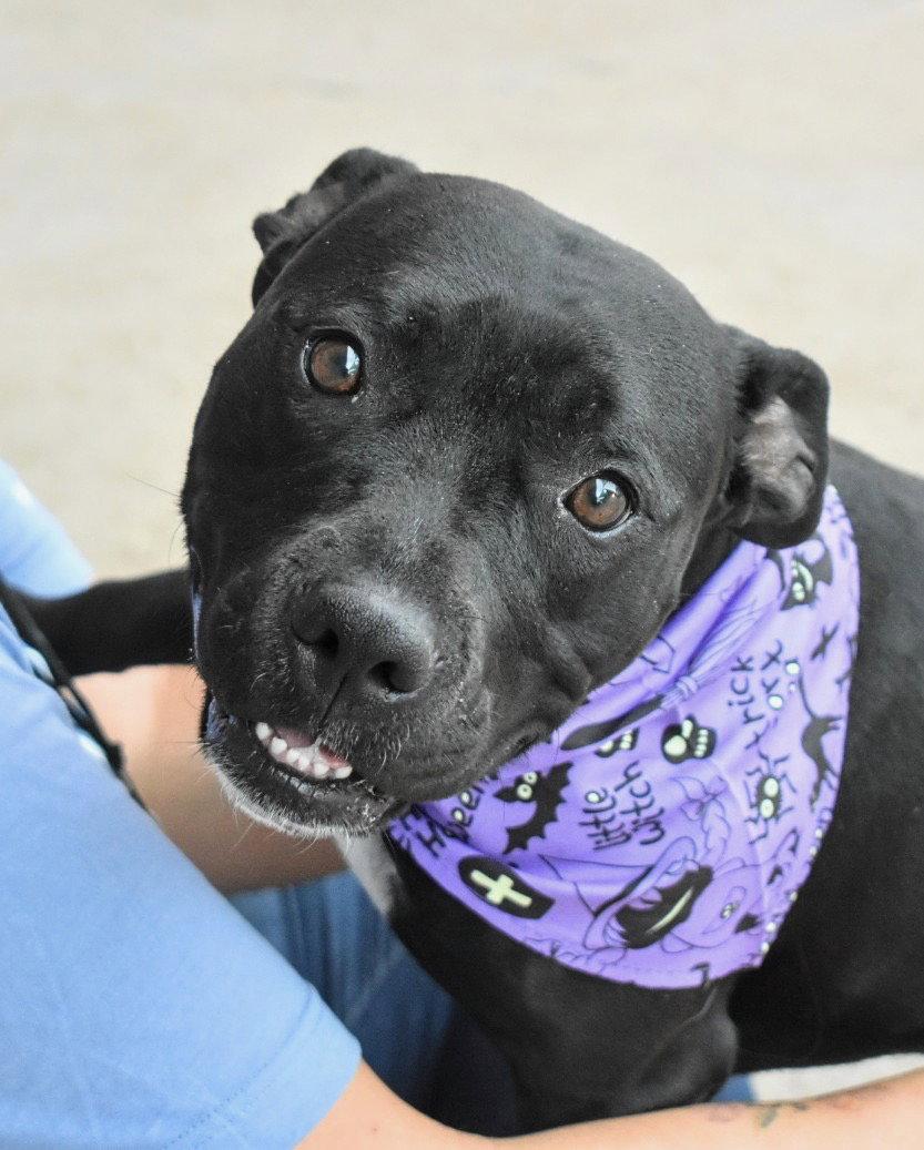 Peach, a Adoptable mixed breed in Fort Collins, CO image 2/3