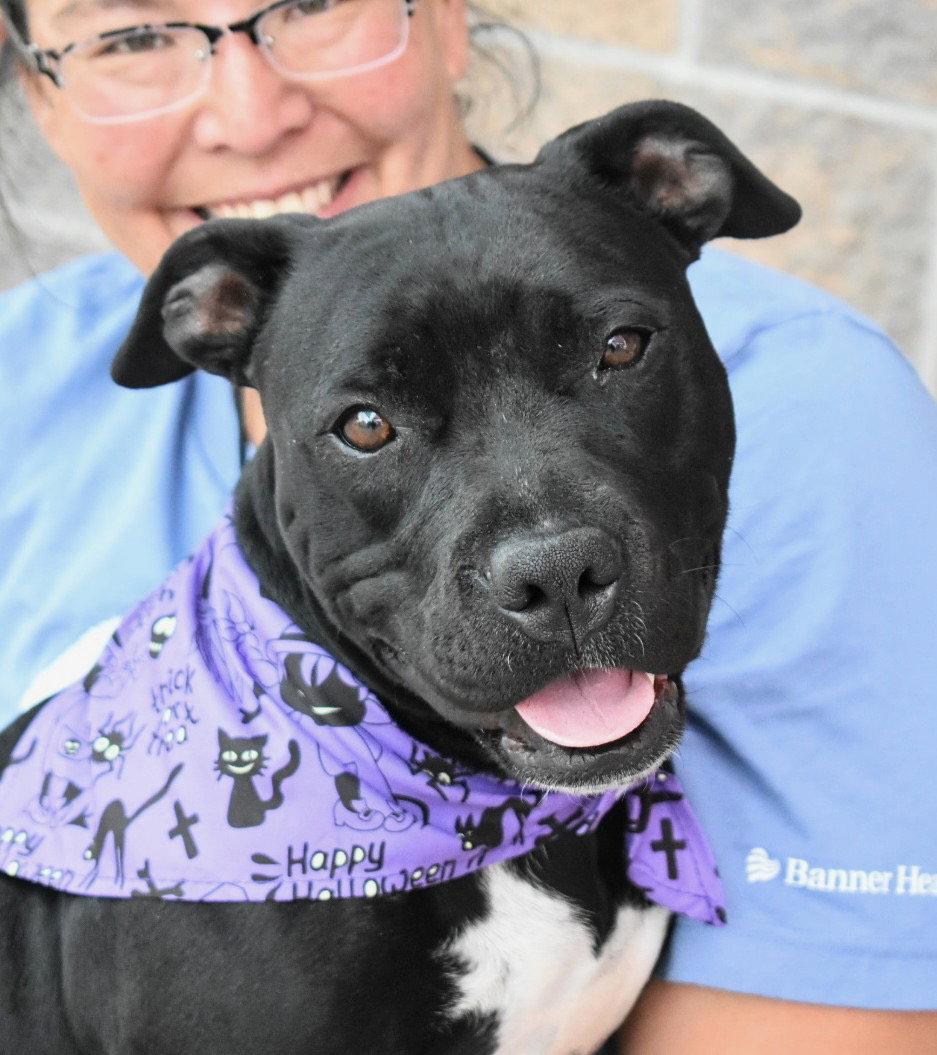Peach, a Adoptable mixed breed in Fort Collins, CO image 3/3