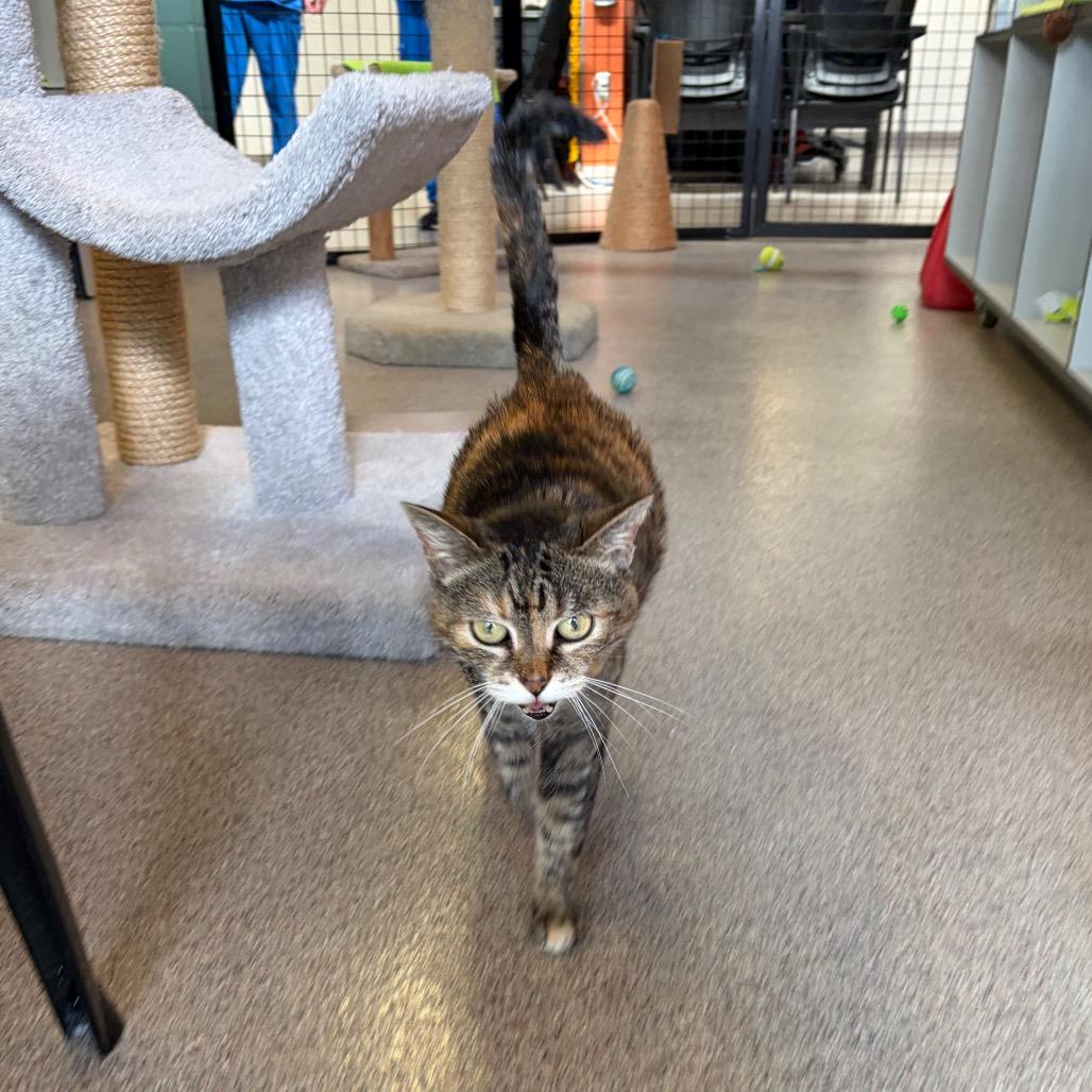 Ellie (Matilda), Adoptable, Senior Female Domestic Short Hair.