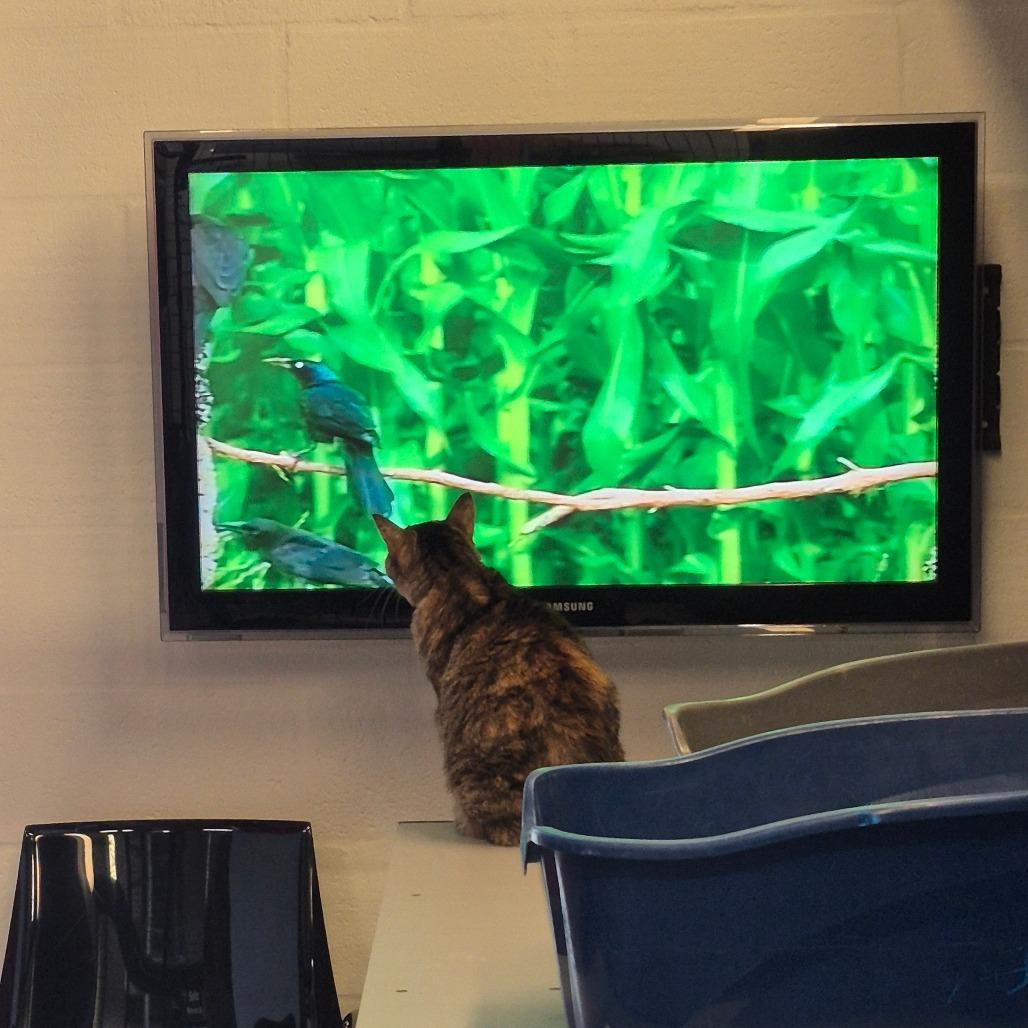 Enlarge Ellie (Matilda), a Adoptable Domestic Short Hair in Sarasota, FL image 2/5