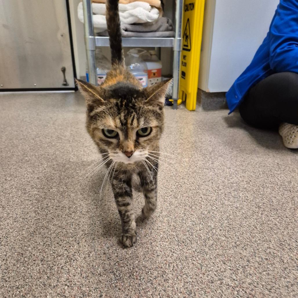 Enlarge Ellie (Matilda), a Adoptable Domestic Short Hair in Sarasota, FL image 3/5