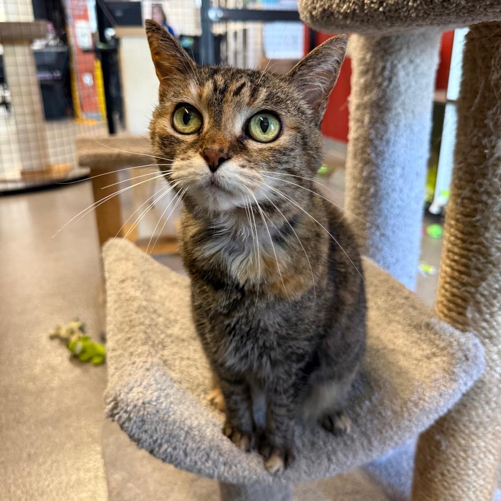 Enlarge Ellie (Matilda), a Adoptable Domestic Short Hair in Sarasota, FL image 4/5