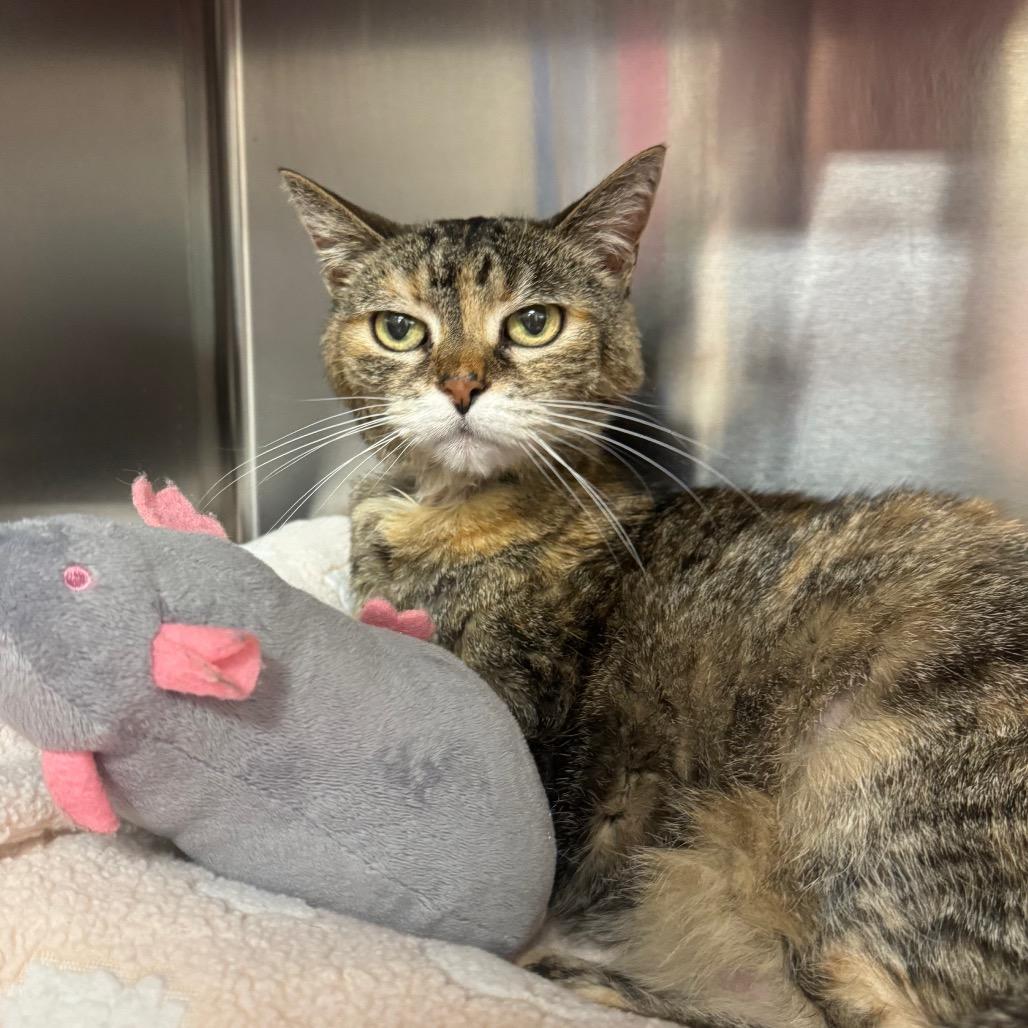 Enlarge Ellie (Matilda), a Adoptable Domestic Short Hair in Sarasota, FL image 5/5