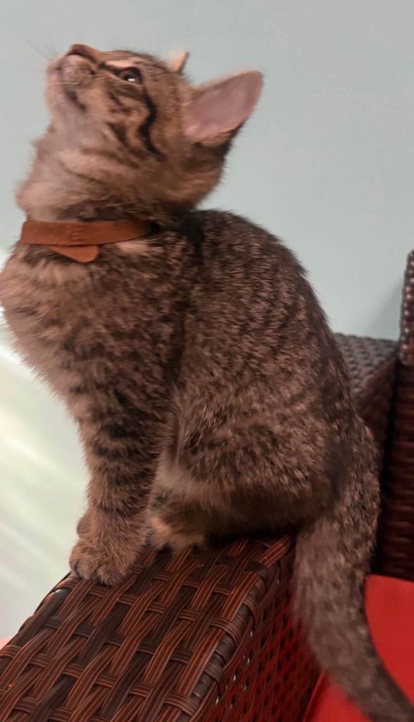 Enlarge Amber - Brown, a Adoptable American Shorthair in Charlotte, MI image 2/2