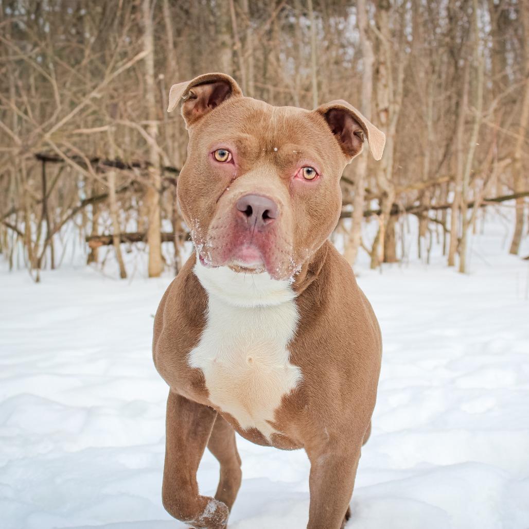 Marty-22, a Adoptable Pit Bull Terrier in Canastota, NY image 1/5