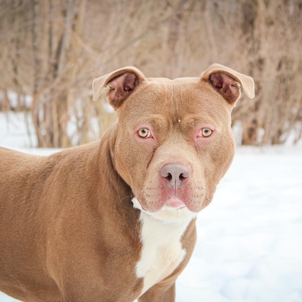 Marty-22, a Adoptable Pit Bull Terrier in Canastota, NY image 2/5