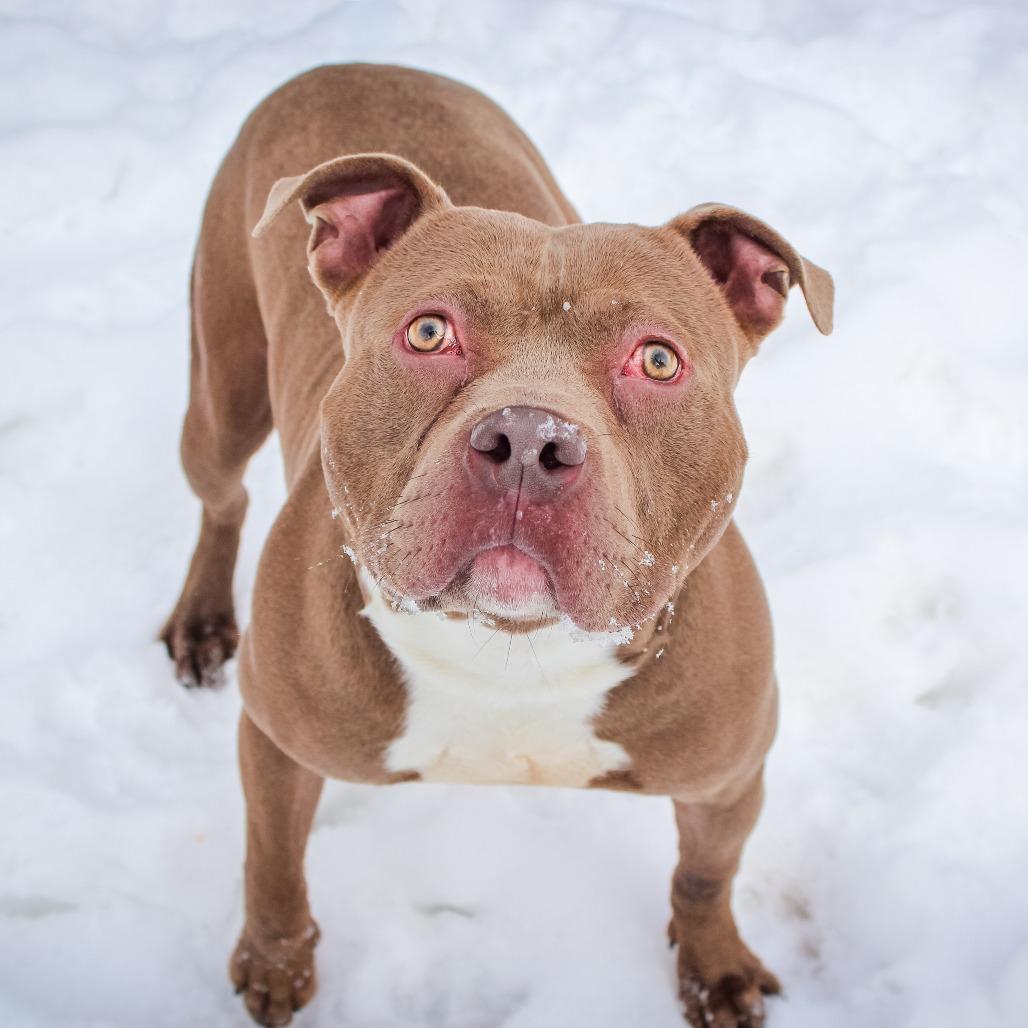 Marty-22, a Adoptable Pit Bull Terrier in Canastota, NY image 3/5