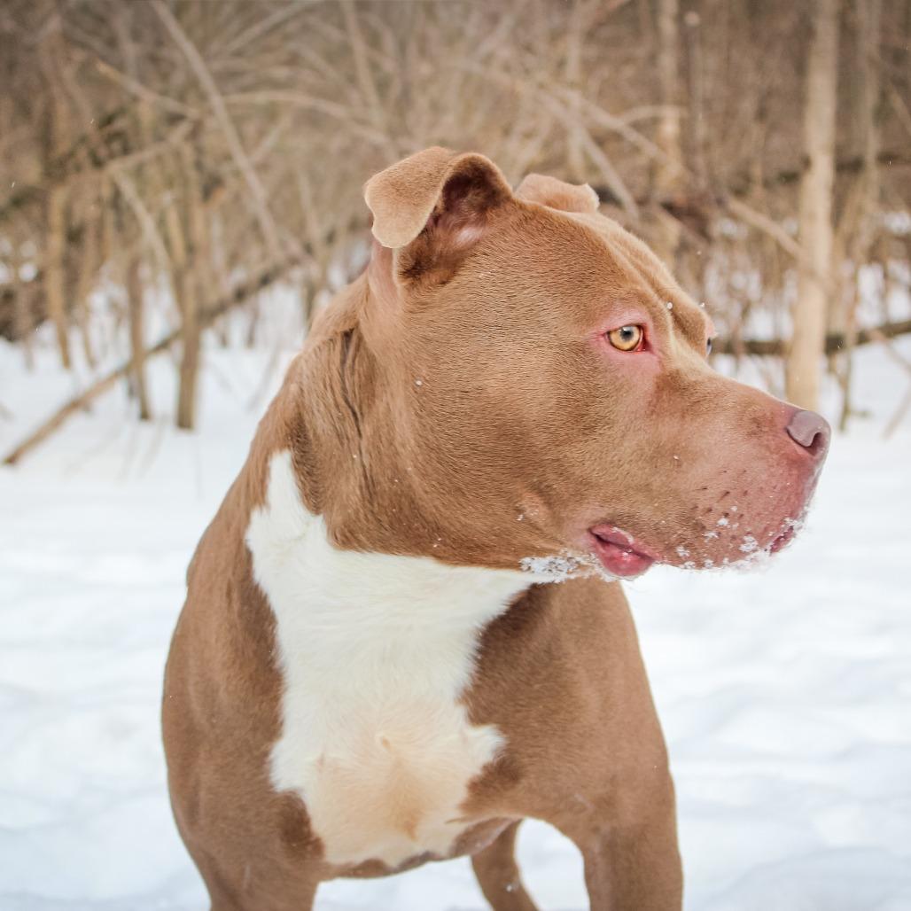 Marty-22, a Adoptable Pit Bull Terrier in Canastota, NY image 4/5
