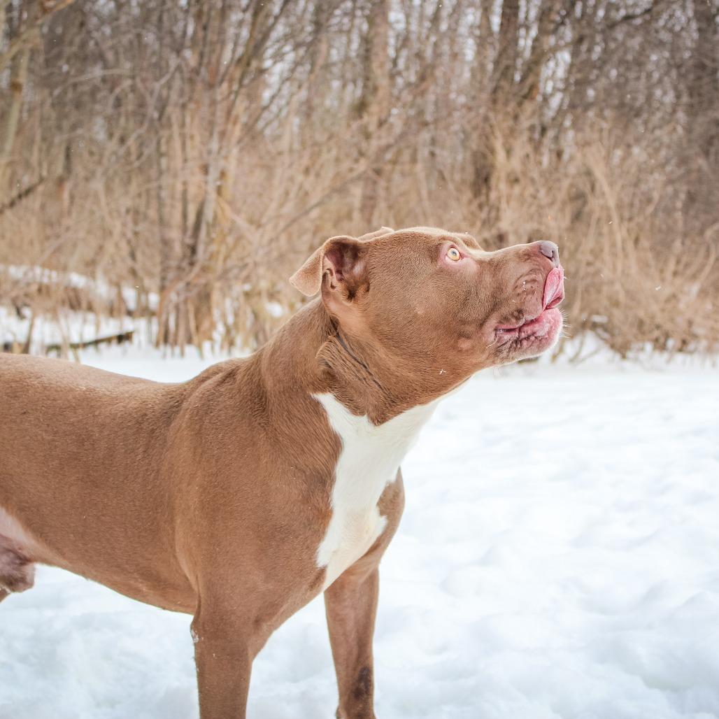 Marty-22, a Adoptable Pit Bull Terrier in Canastota, NY image 5/5