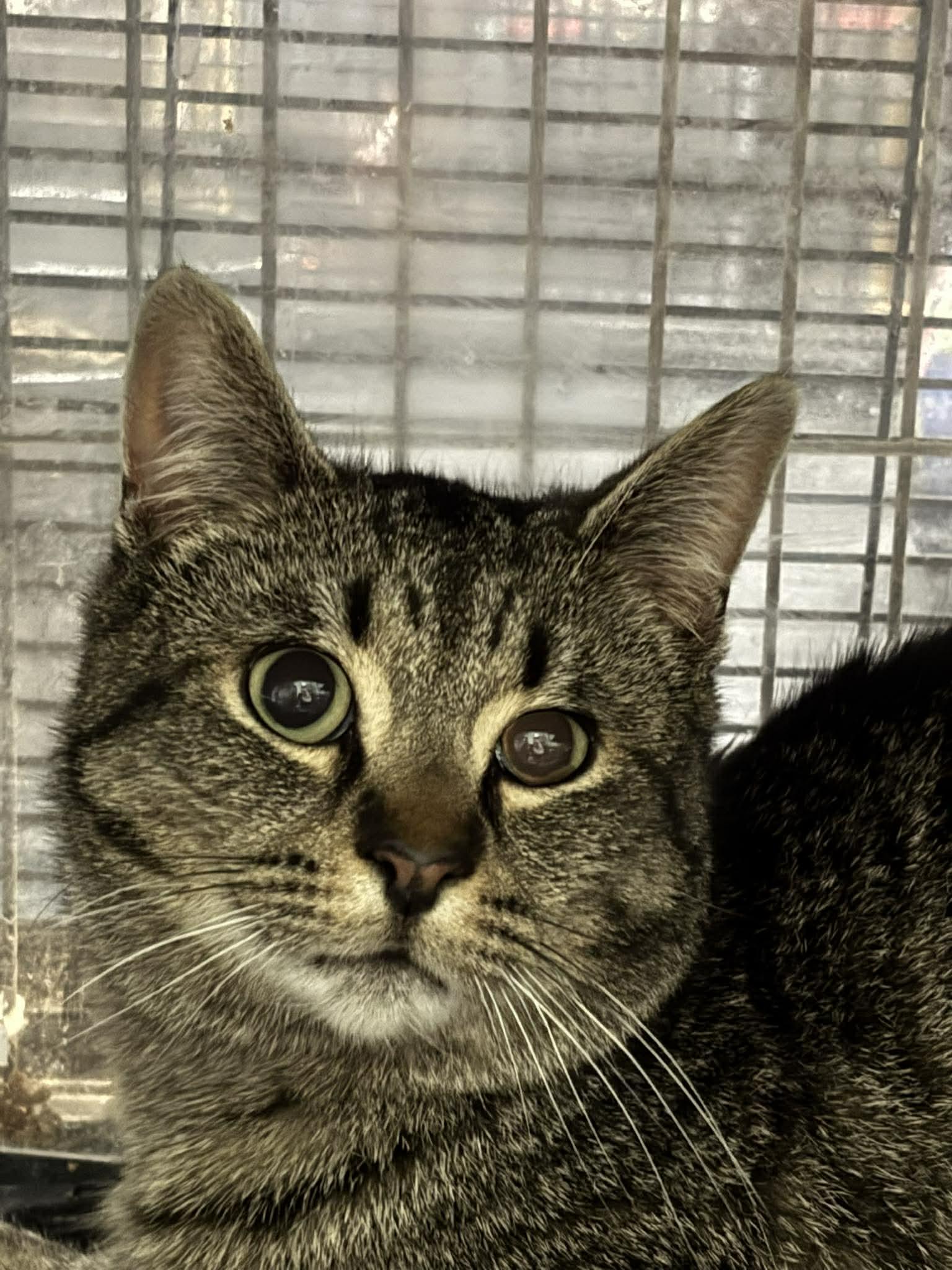 Enlarge STEVE, a Adoptable Domestic Short Hair in Tillsonburg, ON image 1/2