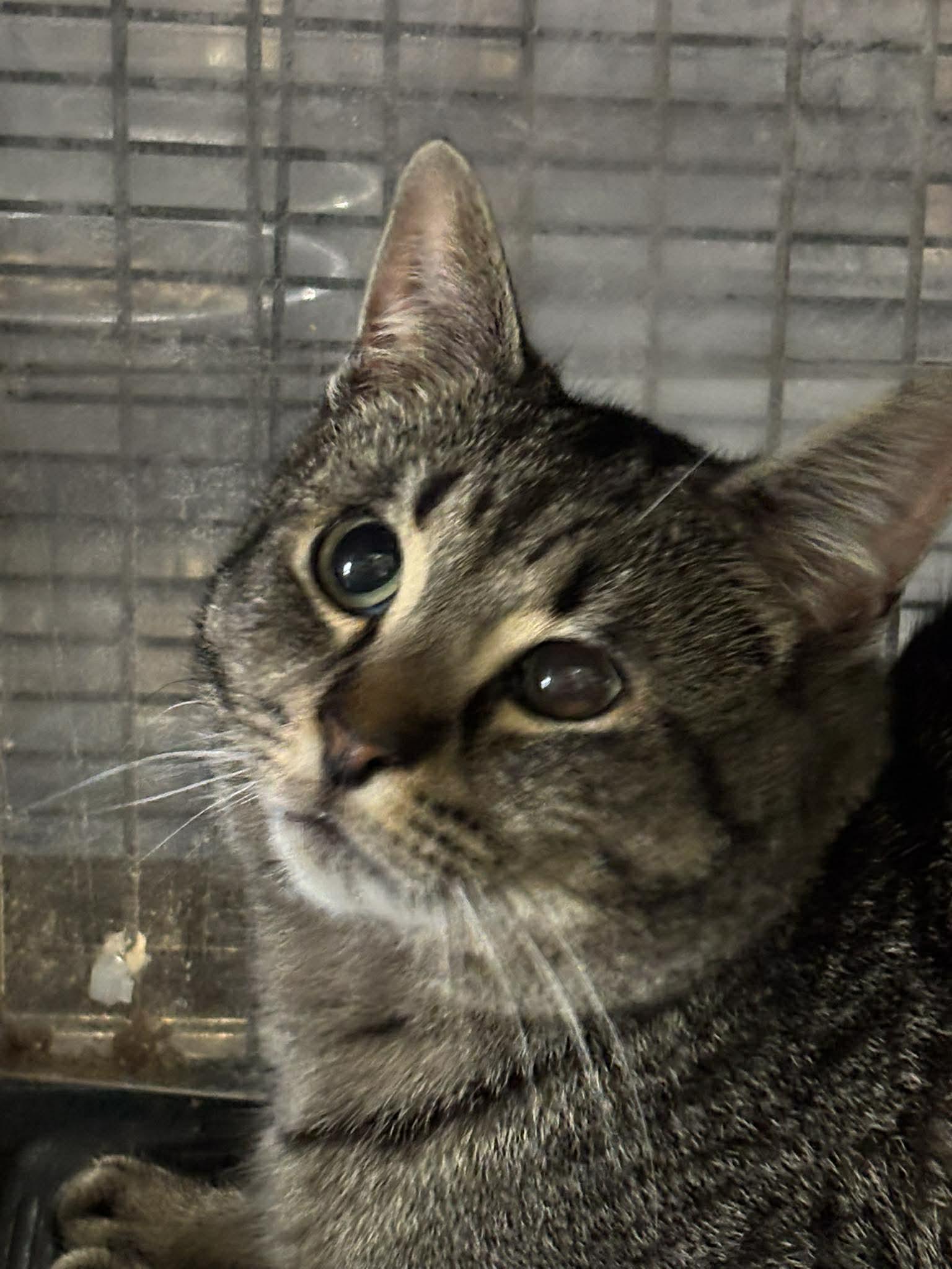 Enlarge STEVE, a Adoptable Domestic Short Hair in Tillsonburg, ON image 2/2