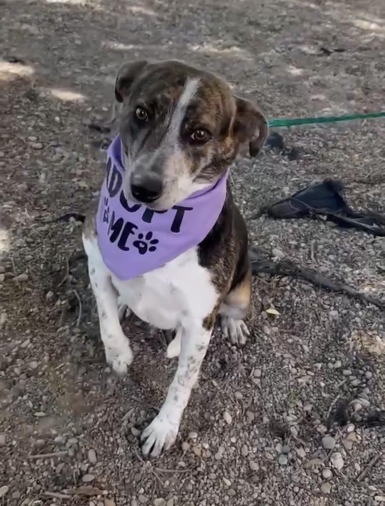Mona, an adopted mixed breed in Commerce City, CO image 6/6