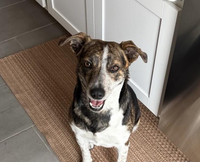 Mona, adopted, Adult Female Cattle Dog.