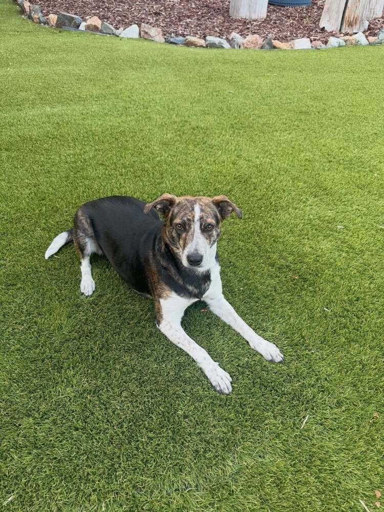 Mona, an adopted mixed breed in Commerce City, CO image 3/6
