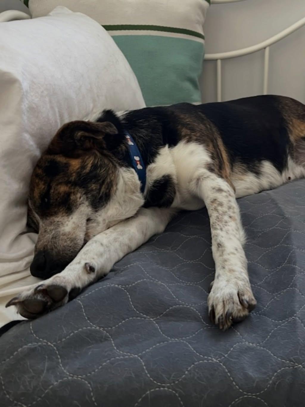 Mona, an adopted mixed breed in Commerce City, CO image 5/6
