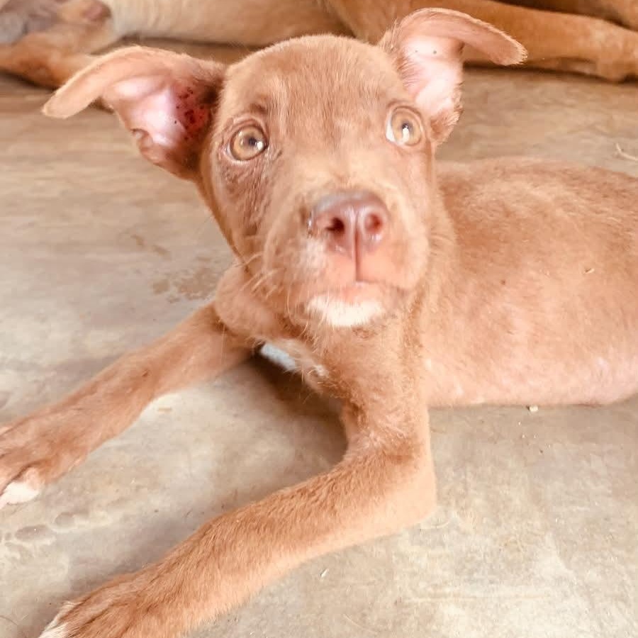 Frijolito, Adoptable, Puppy Male Portuguese Podengo.