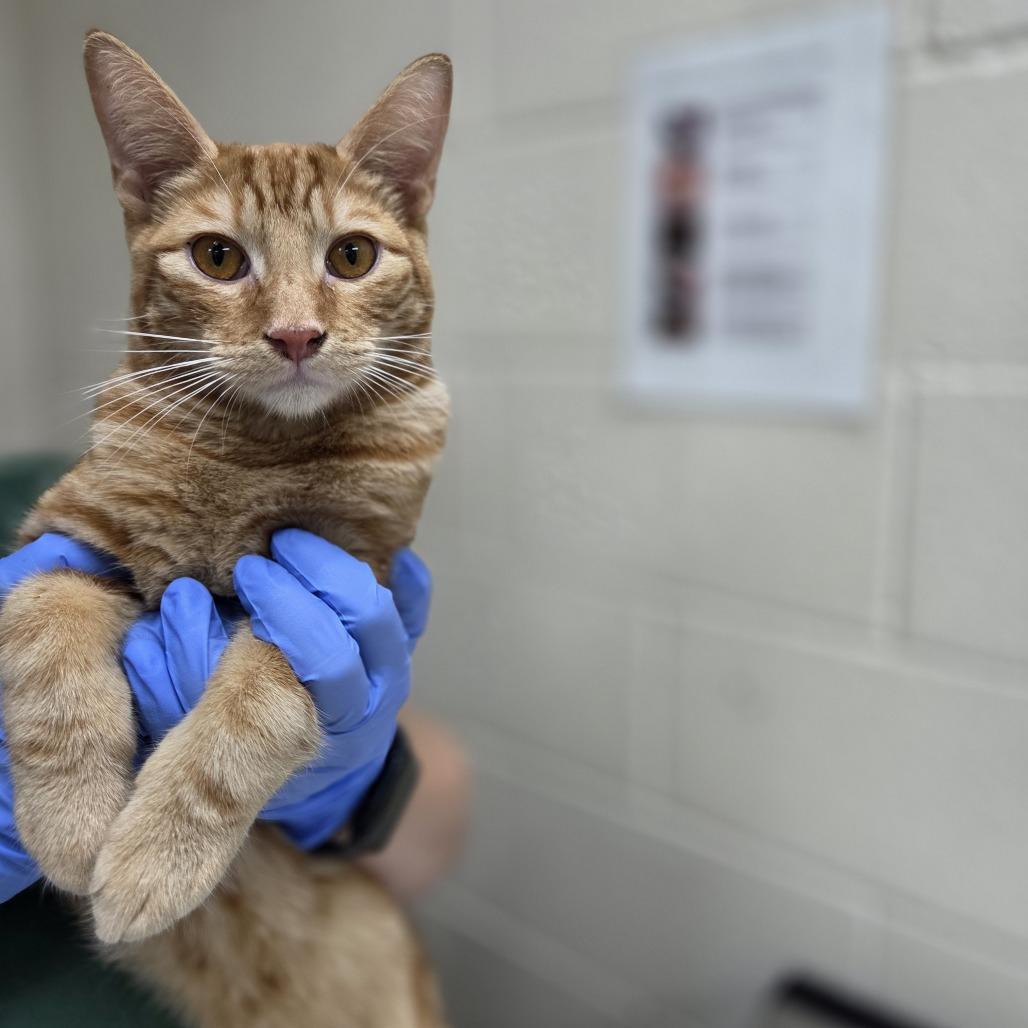 Bluey, Adoptable, Young Male Domestic Short Hair.