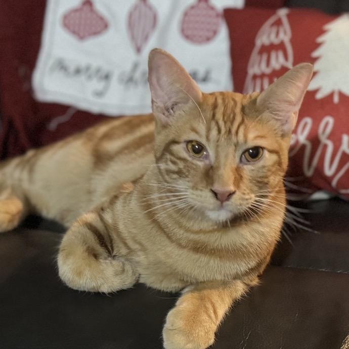 Enlarge Bluey, a Adoptable Domestic Short Hair in Incline Village, NV image 2/5