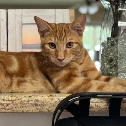 Enlarge Bluey, a Adoptable Domestic Short Hair in Incline Village, NV image 5/5