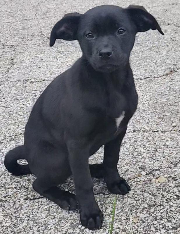 Onyx, Adoptable, Puppy Female German Shepherd Dog & Golden Retriever.