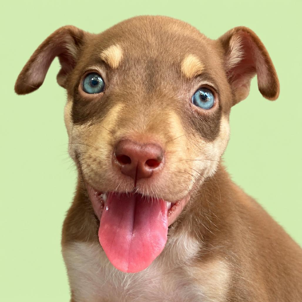 Lady Wiggleworth of Liberty, a Adoptable Mixed Breed in Pulaski, TN image 1/6