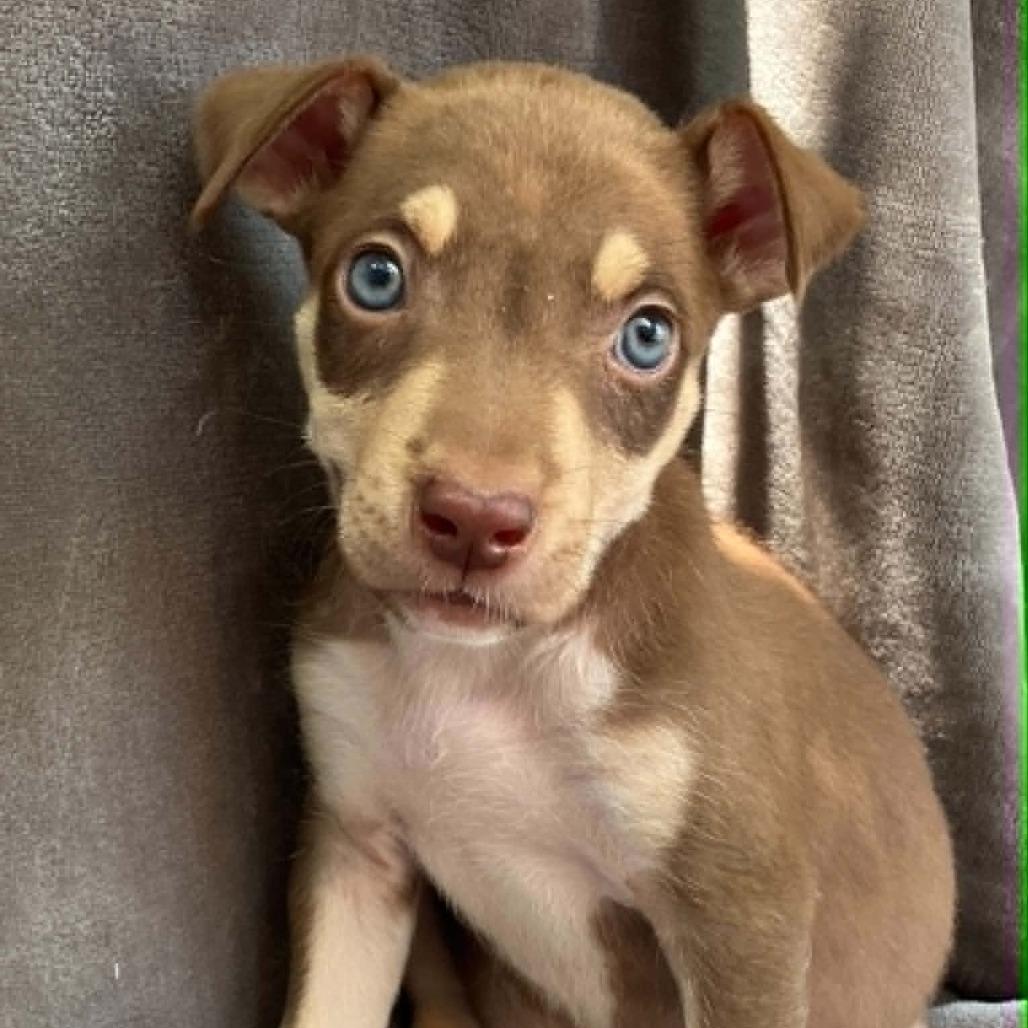 Lady Wiggleworth of Liberty, a Adoptable Mixed Breed in Pulaski, TN image 3/6