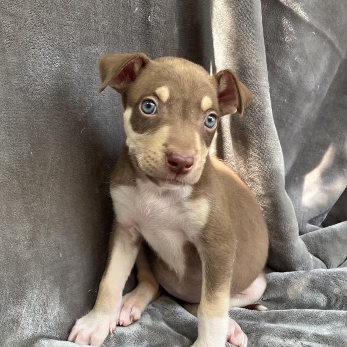 Lady Wiggleworth of Liberty, a Adoptable Mixed Breed in Pulaski, TN image 5/6