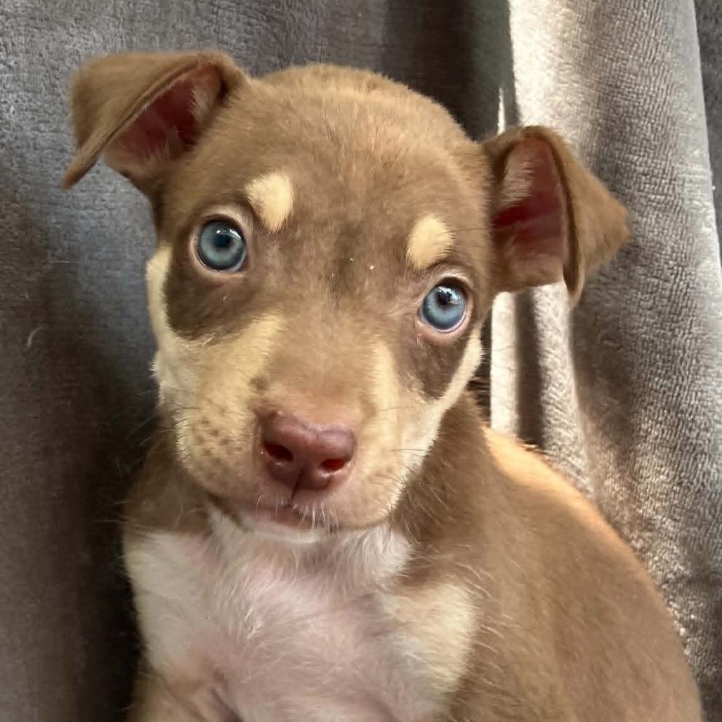 Lady Wiggleworth of Liberty, a Adoptable Mixed Breed in Pulaski, TN image 6/6